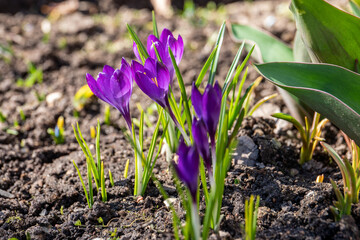 Purple Crocus Flowers Blooming in Early Spring