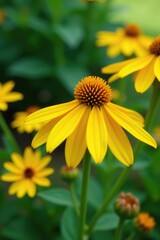 Fototapeta premium Vibrant yellow Rudbeckia hirta cone flowers blooming in a garden, nature, bloom