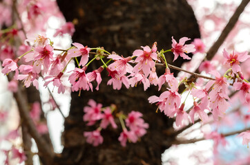 Early spring tree prunus campanulata okame in bloom