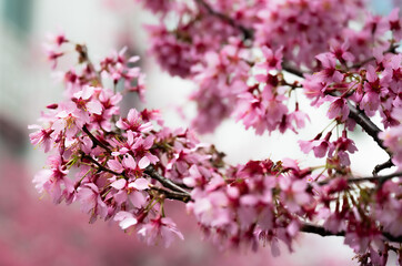 Early spring tree prunus campanulata okame in bloom