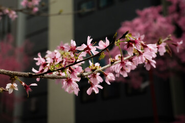 Early spring tree prunus campanulata okame in bloom