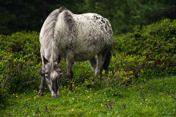 Fototapeta premium horse pasturing inside Val di Fassa, Dolomites, Italy