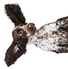 Cute, funny, playful Cocker Spaniel dog lying with paws up isolated against transparent background....
