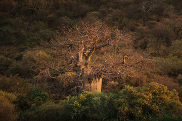 Majestic baobab tree dominating the african savannah at sunset in tanzania