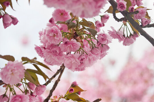 Sakura flowers close-up. Spring sakura trees with pink flowers.