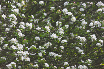 Apple blossom tree. White flowers of apple trees in spring