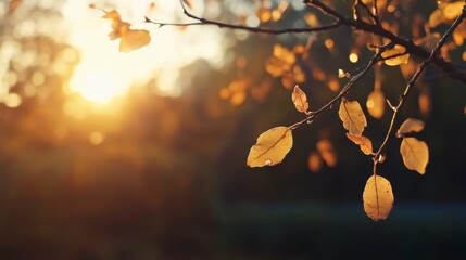 Autumn leaves falling nature park photography warm sunset close-up seasonal change
