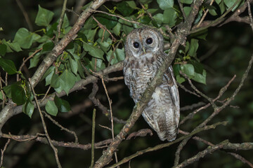 Ein Waldkauz sitzt auf einem Ast