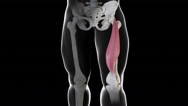Rectus Femoris Muscle Movement Front View