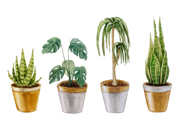 Watercolor drawing of indoor flowers in pots. For your design
