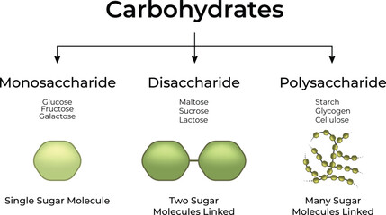 Types of Carbohydrates Monosaccharides Disaccharides and Polysaccharides Vector Illustration