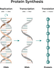 Protein Synthesis Replication Transcription and Translation Vector Illustration