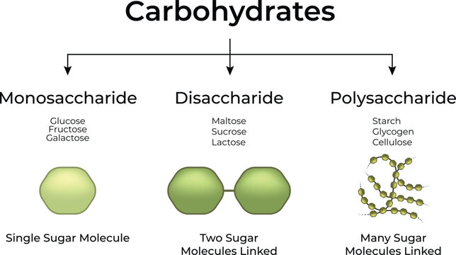 Types of Carbohydrates Monosaccharides Disaccharides and Polysaccharides Vector Illustration