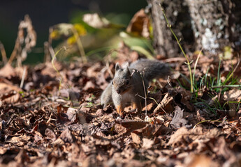 可愛いニホンリス
