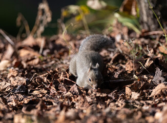 可愛いニホンリス