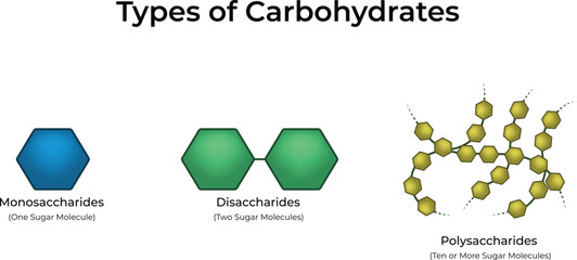 Types of Carbohydrates Monosaccharides Disaccharides and Polysaccharides Vector Illustration