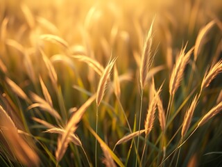 golden wheat field