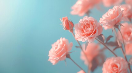 Obraz premium Delicate Pink Roses Against a Soft Blue Background, Capturing the Essence of Springtime Beauty and Floral Elegance in Blooming Arrangement