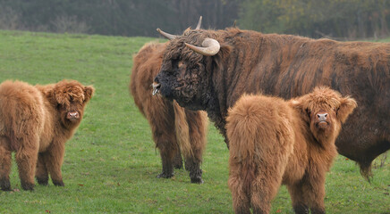 Schottische Hochlandrind, Highland Cattle