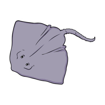 skate fish vector illustration