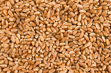 Naklejka premium Background of Wheat Grains. Completely in focus. Full depth of field. Top view.