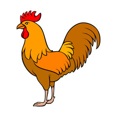 rooster vector illustration