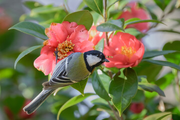 japanese tit on a flower