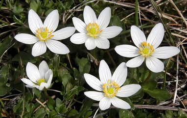 Obraz premium Closeup of Five Delicate White Spring Flowers Blooming in Nature