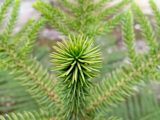 Pine Tree Bud