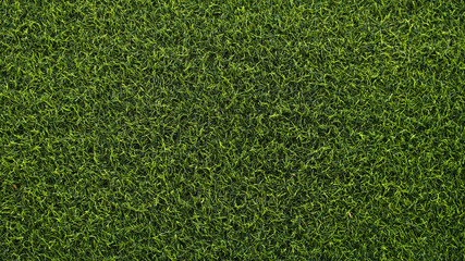 Obraz premium Top view Green Grass Texture Background.