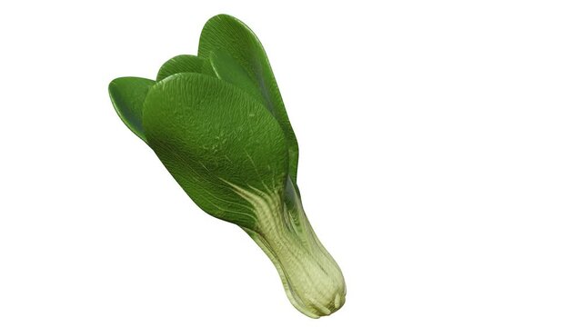 A 3D animation of bok choy, also known as pak choi or pok choi, a type of Chinese cabbage and leaf vegetable used as food.