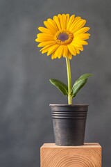 Obraz premium Vibrant Yellow Gerbera Daisy in Dark Pot on Wood
