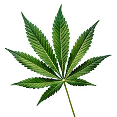 Close up of a cannabis leaf.