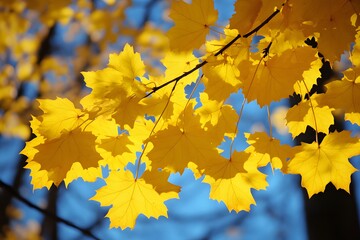 Fototapeta premium Vibrant Yellow Maple Leaves Autumn Branch Sunlight