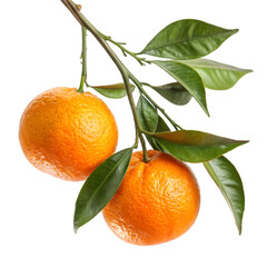 Two ripe mandarins on a branch with green leaves