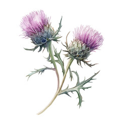 watercolor of Thistle Branch, isolated on a white background.