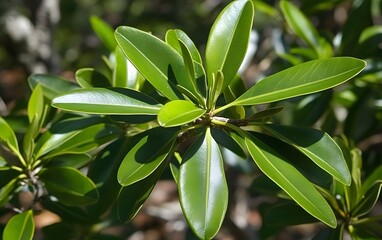 Obraz premium Vibrant Green Leaves Close Up Sunlit Lush Foliage