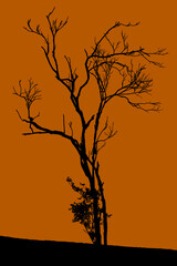 silhouette photo style of Alone dying tree or bare branch tree on the hill of mountain. black and white image tone.	