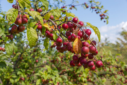 Branch of paradise apple with red fruits at sunny day