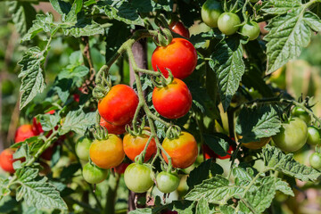 Ripe and unripe cherry tomatoes on field in sunny day