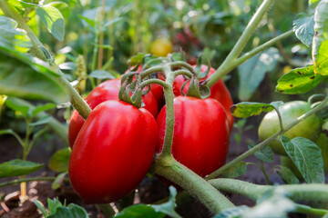 Red plum tomatoes cluster on stem on field, bottom view