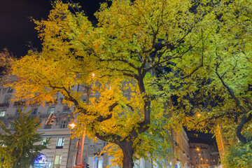 Old trees with autumn foliage on the night city street