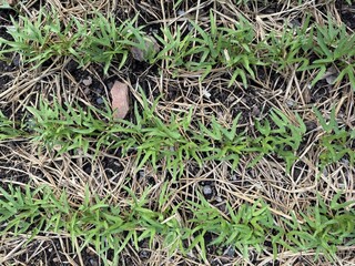 Vegetable seedlings seedlings  growing in the garden