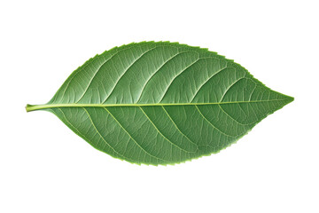 Fototapeta premium Vibrant green leaf with detailed veins on black background, cut out