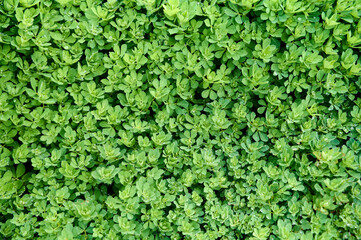 Dense growth of vibrant green plants fills the garden, showcasing the beauty of nature in full bloom.