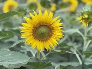 Sunflower in the field, Sunflower blooming in the field