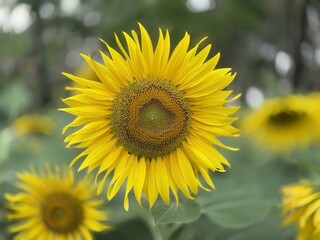 Obraz premium Sunflower in the field, Sunflower blooming in the field