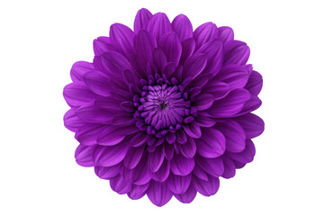 Vibrant purple chrysanthemum in full bloom against black background, cut out