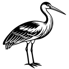 stork on white background