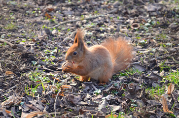 Wild redhead squirrel sits among old fallen leaves and eats walnut. Closeup photo outdoors. Wild animals life, fauna, wildlife environmental protection. 